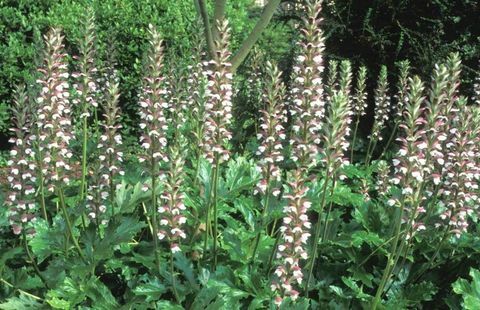 tropische planten-acanthus-mollis