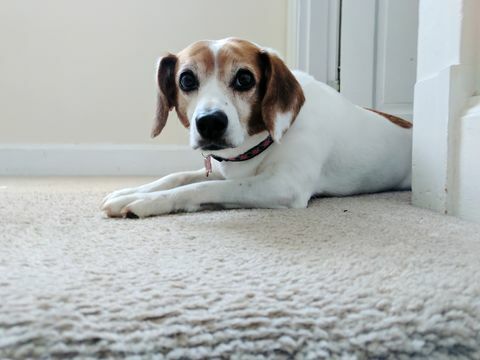 portret van hond thuis