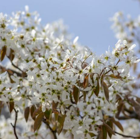 amelanchier lamarckii bladverliezende bloeiende struik, groep witte bloemen op takken in bloei, besneeuwde mespilus plant cultivar