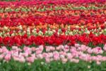 Holland Flower Field Drone Video