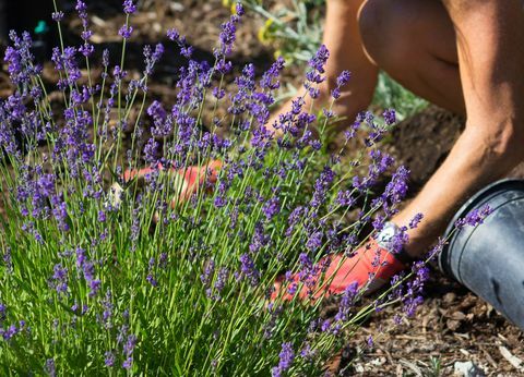 9 manieren om ongewenste katten uit de tuin te houden