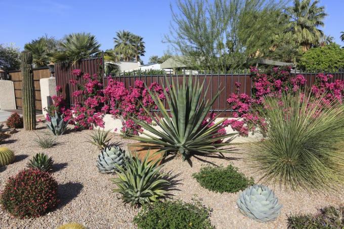 prachtige tuin voor het behoud van vetplanten en cactussen