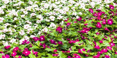 perkplanten impatiens, bezige lizzies