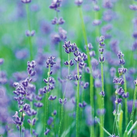 Lavandula angustofolia 'Munstead'