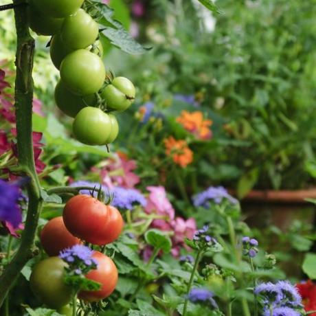 tomaten groeien in een weelderige groene tuin