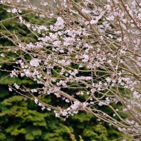 jwwtxc herfstkers prunus subhirtella 'autumnalis rosea'