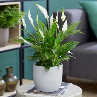 50cm Vredeslelie | Spathiphyllum | 13cm Pot | Door plantentheorie