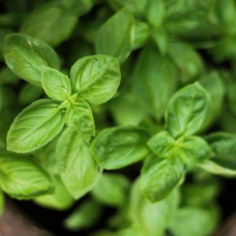 volkstuin, basilicum, gezonde jonge basilicum groeit in een pot