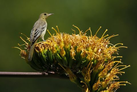 Oriole-vogel met een kap in een tuin in de herfst