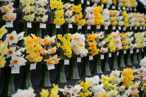 RA Scamp Bulbs in the Floral Marquee at the RHS Flower Show Cardiff 2019.