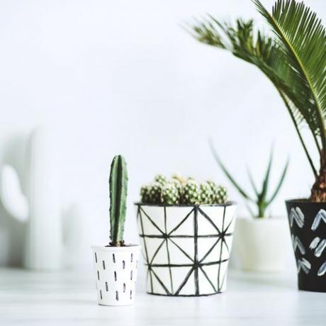 Het witte stijlvolle en moderne interieur vulde veel planten en cactussen. Ruimte van natuurliefhebber.