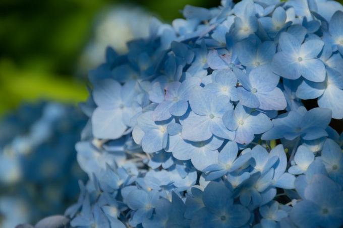 lichtblauwe hortensia in het zonlicht