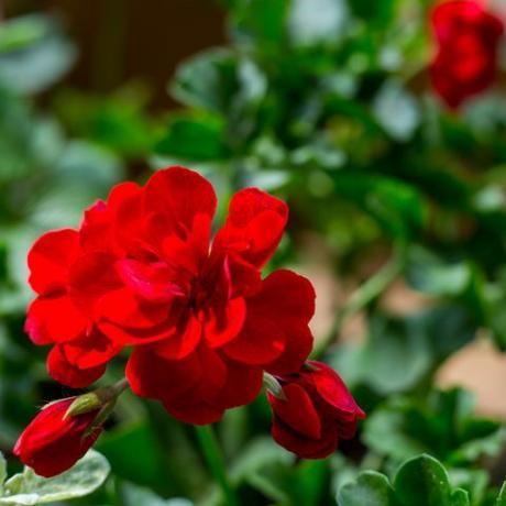 pelargonium plant met donkerrode bloemen, natuurlijke antiseptische plant die de lucht reinigt close-up pelargonium peltatum stekken bekend als trapsgewijze geranium, selectieve aandacht