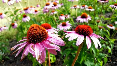 Echinaceas in de tuin