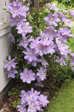 clematis