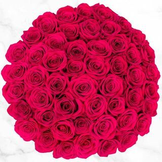 Hot Pink Roses met 50 stelen