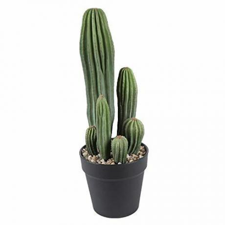 Cactusplant 