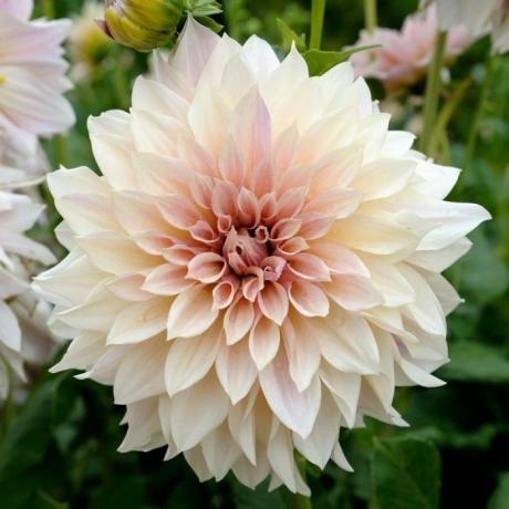 Dahlia Cafe au Lait - pakje van drie