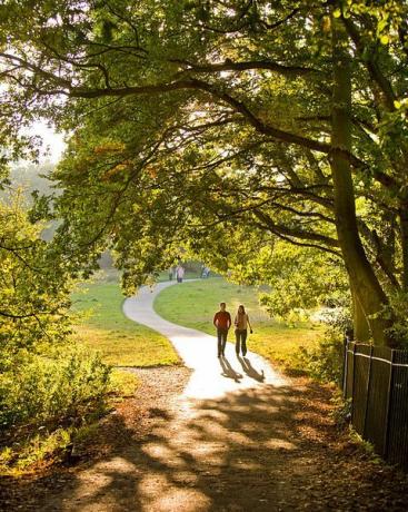 uk londen wandelen door de bomen op hampstead heide