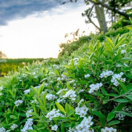 Witte struik aan boord van een groot en goed onderhouden gazon en tuin in Cambridgeshire