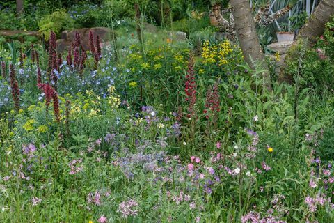 The Resilience Garden ontworpen door Sarah Eberle en gebouwd door Crocus