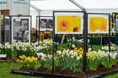 Cardiff Flower Show 2019