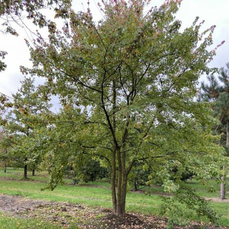 kleine tuinboom, acer buergerianum