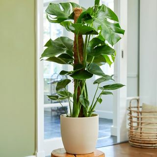 80cm Monstera Deliciosa op Mospaal | Zwitserse Kaasplant | 19cm Pot | Door plantentheorie