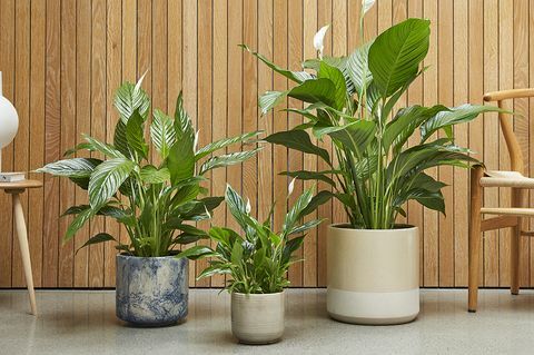 planten in potten op de grond bij een stoel en tafel