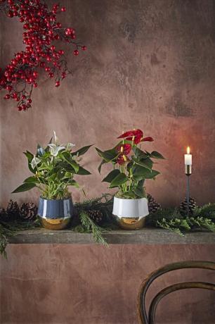 dobbies tuincentrum kerstplanten assortiment