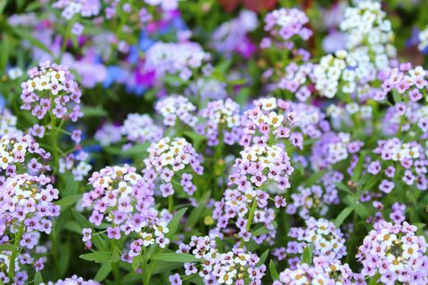 perkplanten alyssum