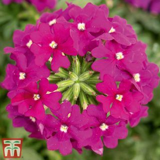 Verbena 'Vectura® Paars'