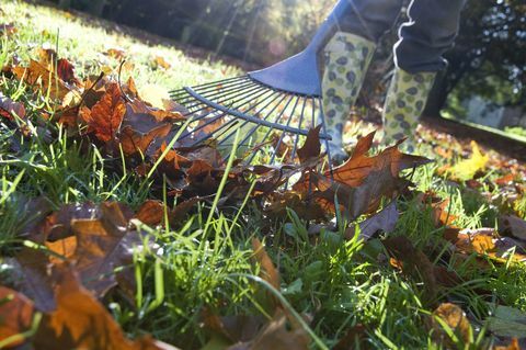 Tuinman Raking Up Fallen Autumn Leaves from Garden Lawn