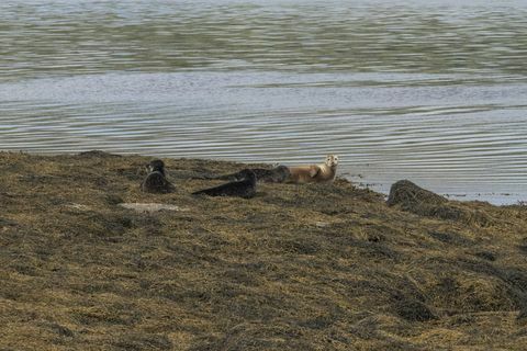 Holm of Grimbister - Schotland - Orkney - zeehonden - Savills