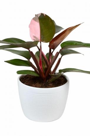 Roze Prinses Philodendron