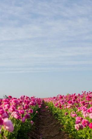 Carlsbad, Californië