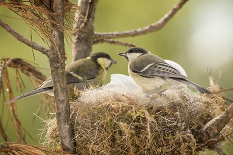 Vogelnest