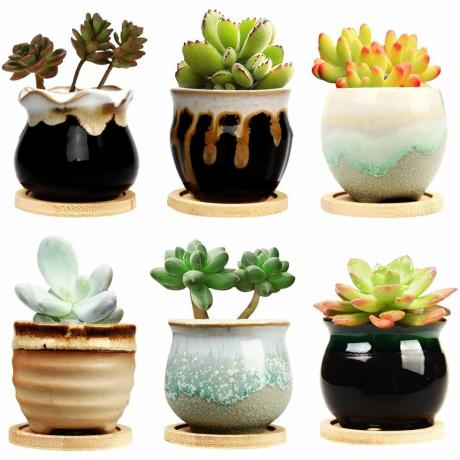 Mini Succulent Potten met Schoteltjes, set van 6