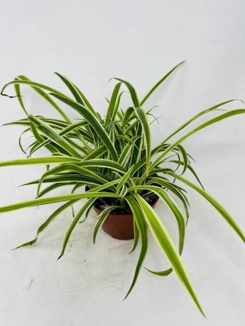 Spinplant - 4 inch pot
