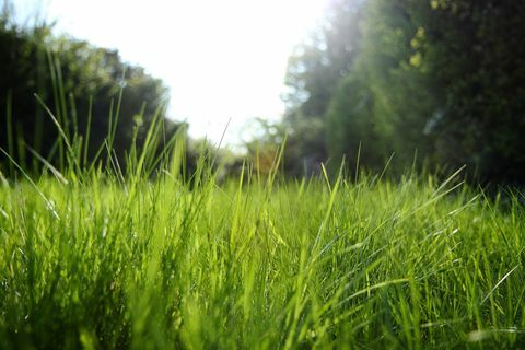 Zonlicht stralend door gras in de tuin