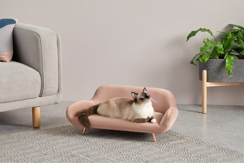 madecom lanceert assortiment huisdieren dat past bij menselijke sofa