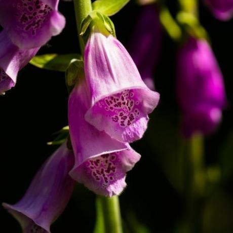 close-up van een paars vingerhoedskruid