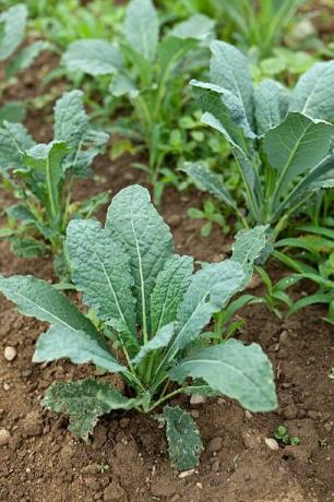 een close up van een jonge lacinato boerenkool plant groeit op een biologische boerderij