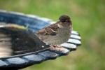 Hoe zorg je voor dieren in het wild in je tuin tijdens een hittegolf