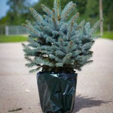 Luxe verse kerstboom - Pot Blue Spruce (Picea pungens glauca) - Direct leverbaar