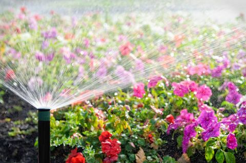 Een automatische sproeier die een bed van bloemen in heldere zonneschijn water geeft.