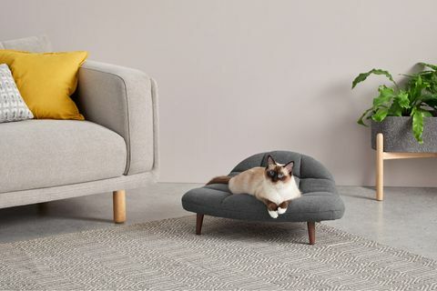 madecom lanceert assortiment huisdieren dat past bij menselijke sofa