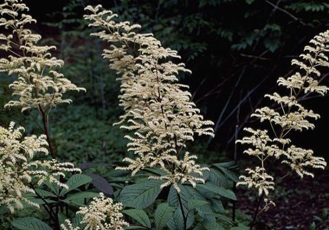 tropische planten-Rodgersia-pinnata