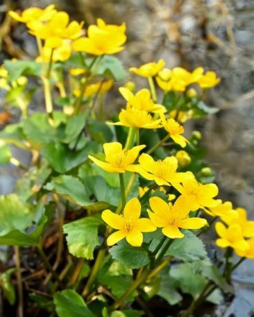 moeras goudsbloem caltha palustris bloemen in een vijver