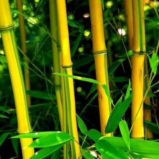 Phyllostachys aureosulcata f. spectabilis